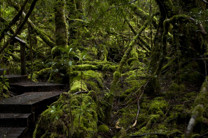 Creepy Crawly Nature Trail Boardwalk