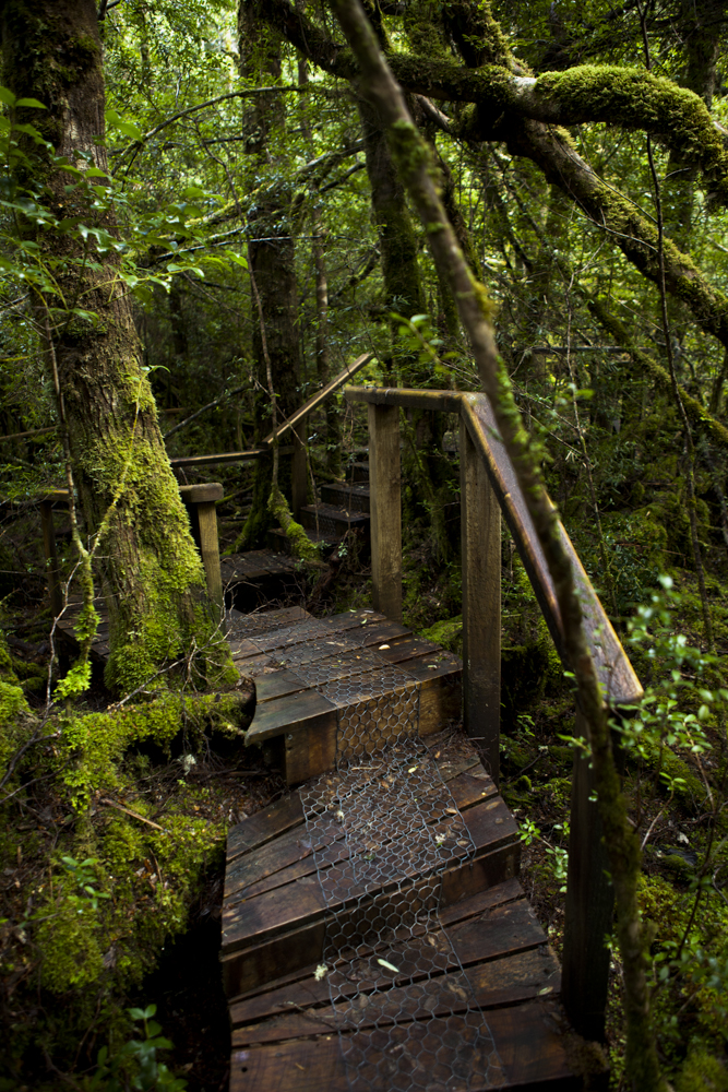 Creepy Crawly Nature Trail Staircase