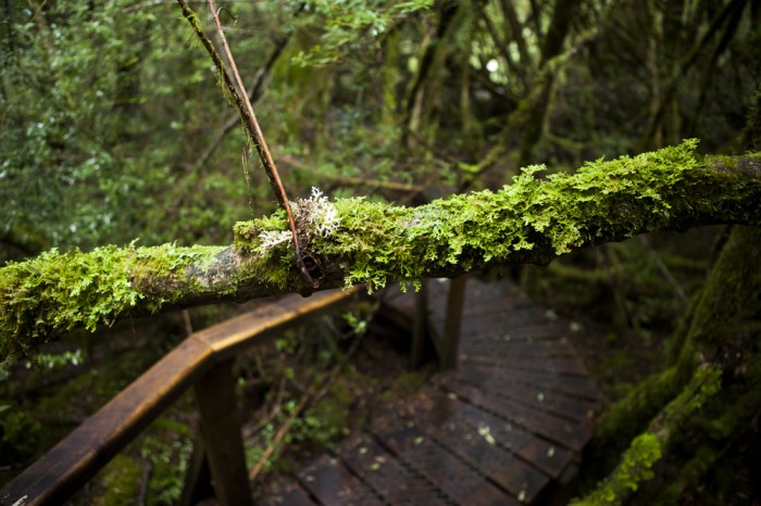 Creepy Crawly Nature Trail overhanging branch