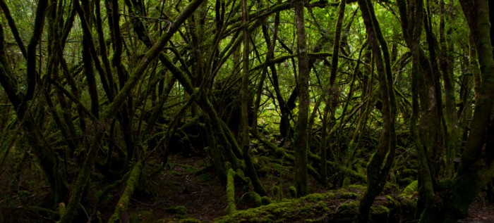 Creepy Crawly Nature Trail