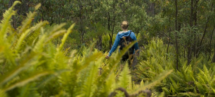 Hunters Track, Wellington Park