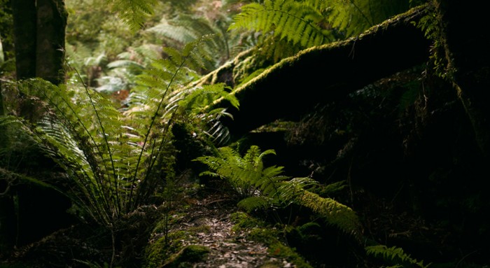 Marriott's Falls Trail