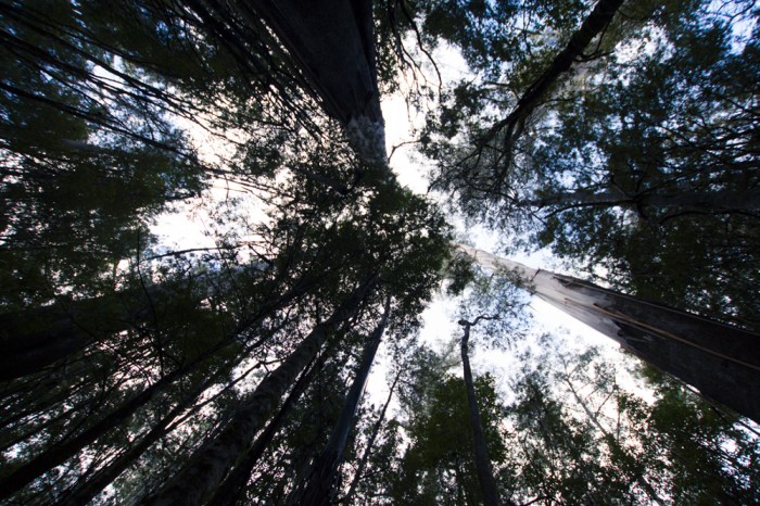 Tall Trees Walk