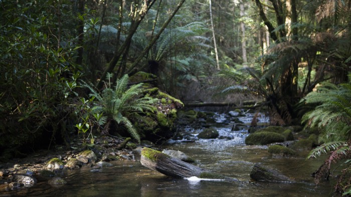 Creek near Lady Barron Falls