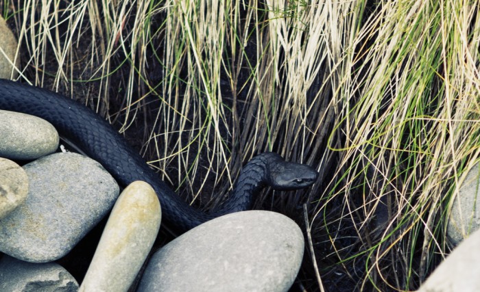 Tasmanian Copperhead Snake