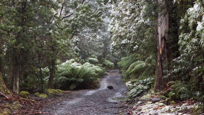 The Pipeline Track
