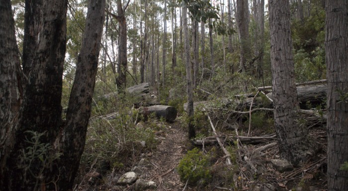 Lower Old Hobartian Track