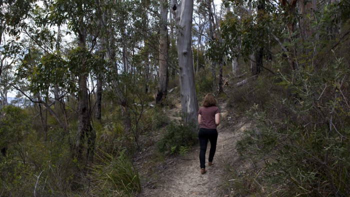 The trail