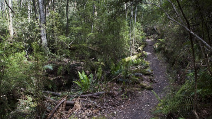 Lower Gentle Annie Falls track