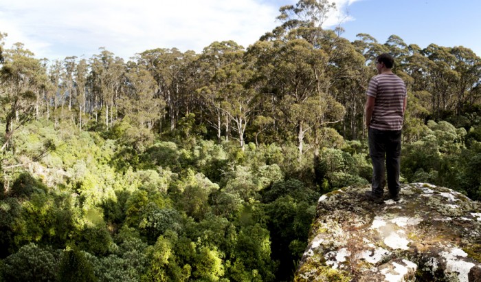 Musk Forest, Clarks Cliffs