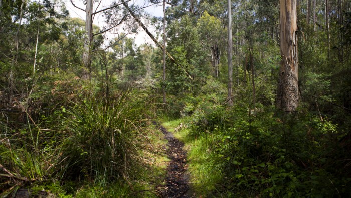 Nierinna Creek Track