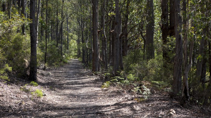 Kaoota Tramway Track
