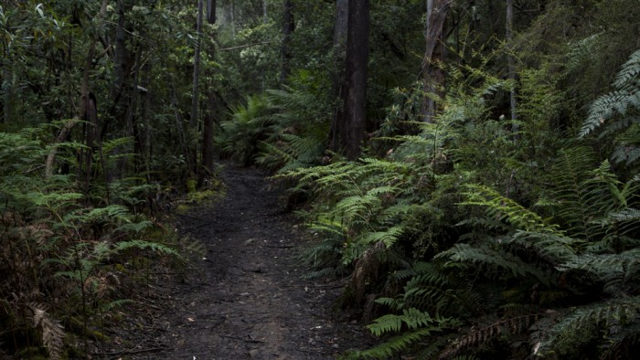 Kaoota Tramway Track