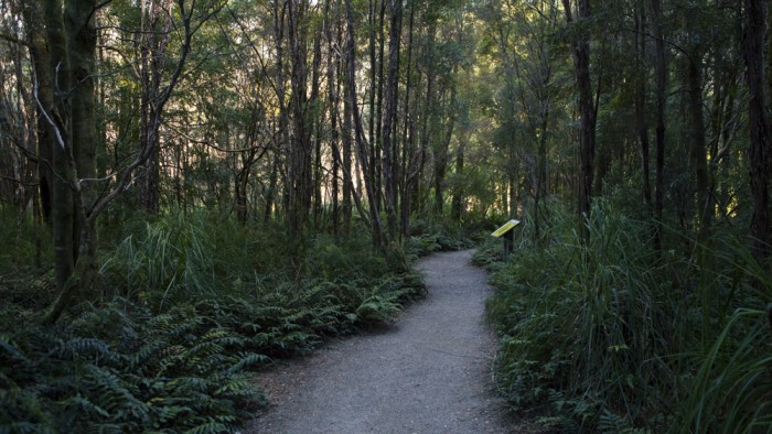 Nelson Falls Trail