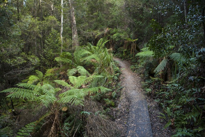 The Trail