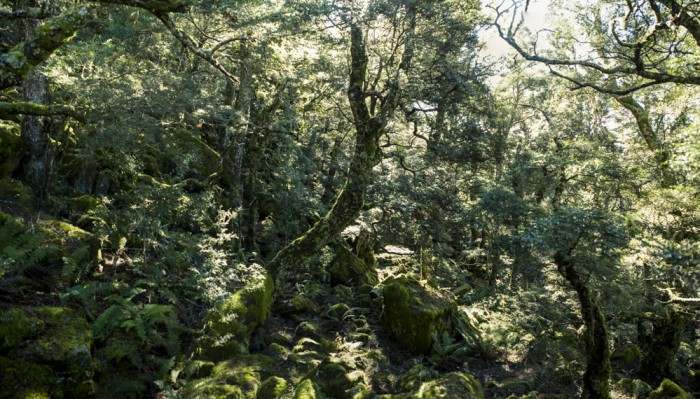 Spectacular Myrtle forest