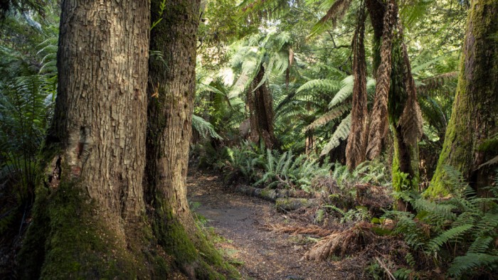 Liffey Falls Trail