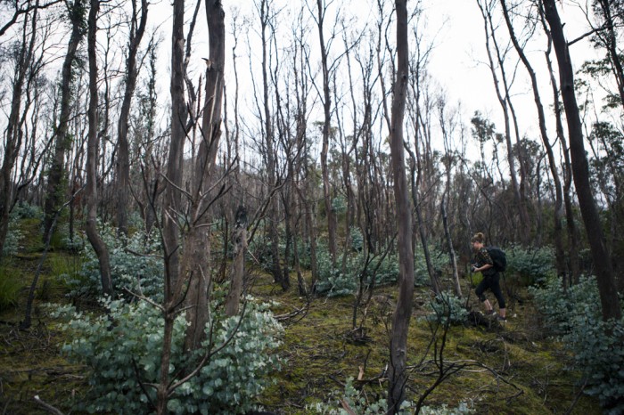 Regrowth Forest