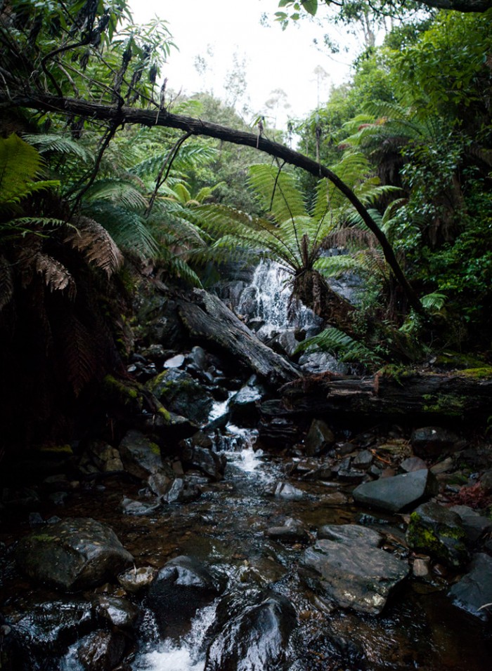 Myrtle Forest Falls