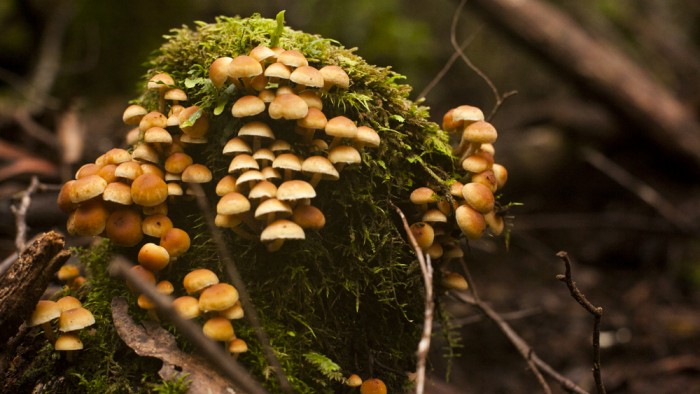 Track Fungi
