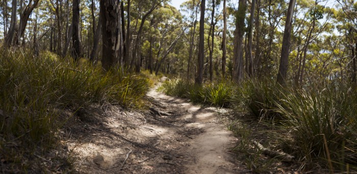 Fluted Cape Track
