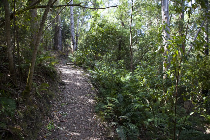 The Cascade Walking Track