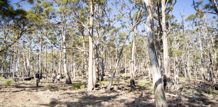 Mount Direction Trail