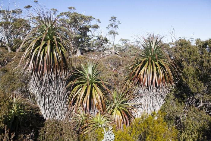 Richea pandanifolia