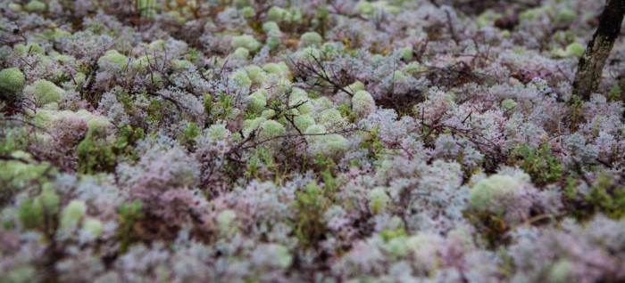 Cladina confusa and other lichen