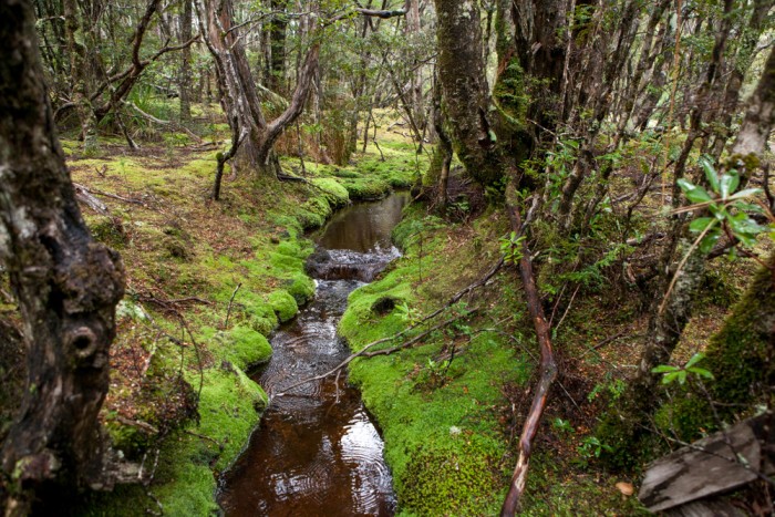 Goblin Forest Walk