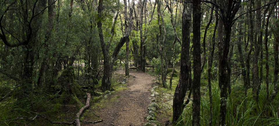 Goblin Forest Walk