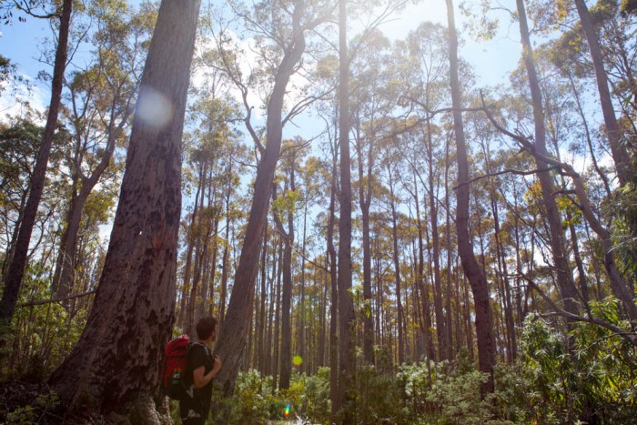 Mount Dromedary Track