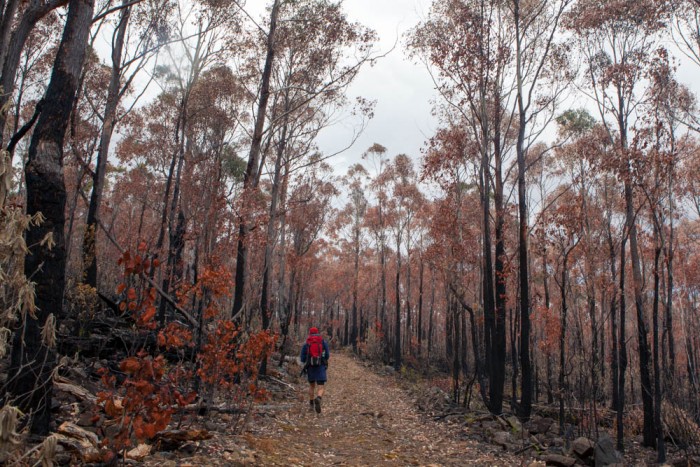 Burnt Forest on Mount Dromedary Track
