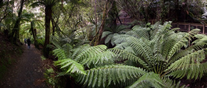 St Columba Falls Track