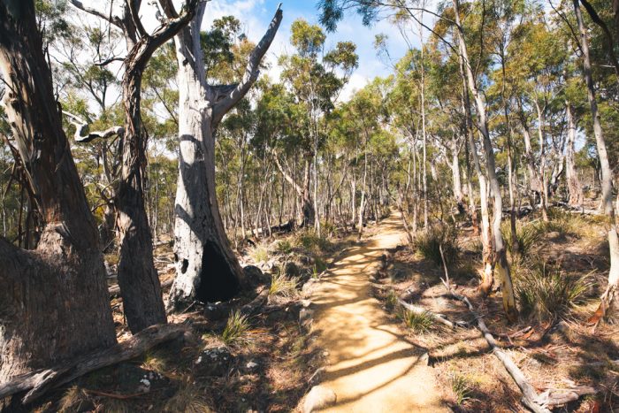 Mount Knocklofty Track